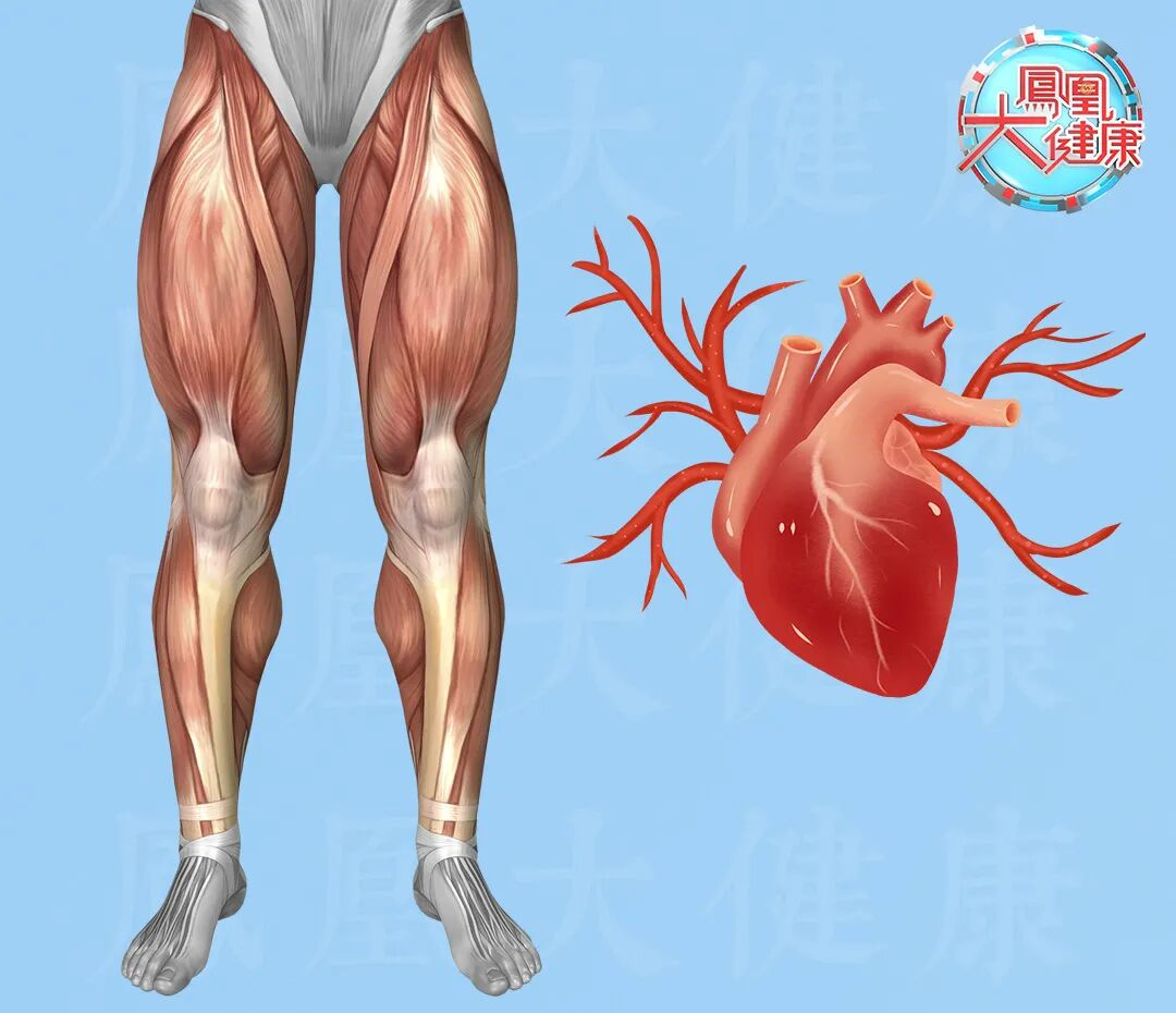 腿竟可以决定心室的尺寸？腿部有这个特征的人，心脏泵血能力差，死亡风险升高6倍！​​(美中報道）
